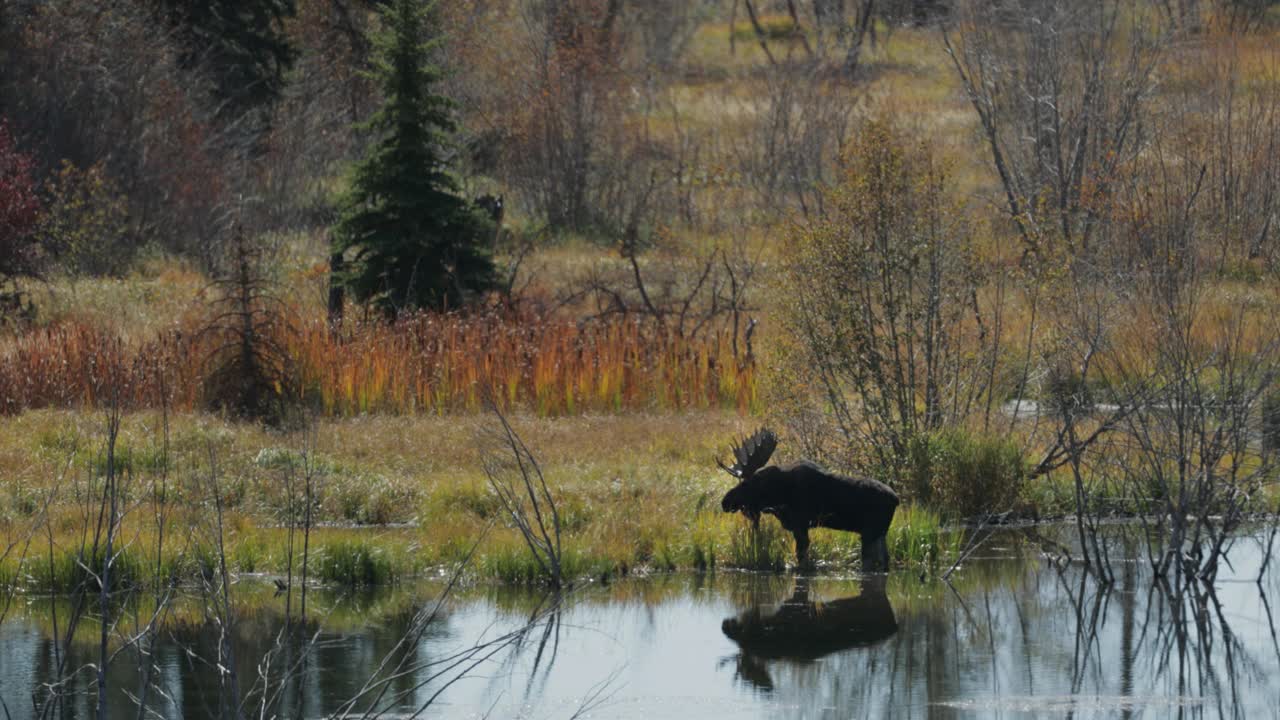 WS 4K镜头的一个巨大的公驼鹿(阿尔塞斯阿尔塞斯)在秋天的颜色站在一个海狸池塘背光视频下载