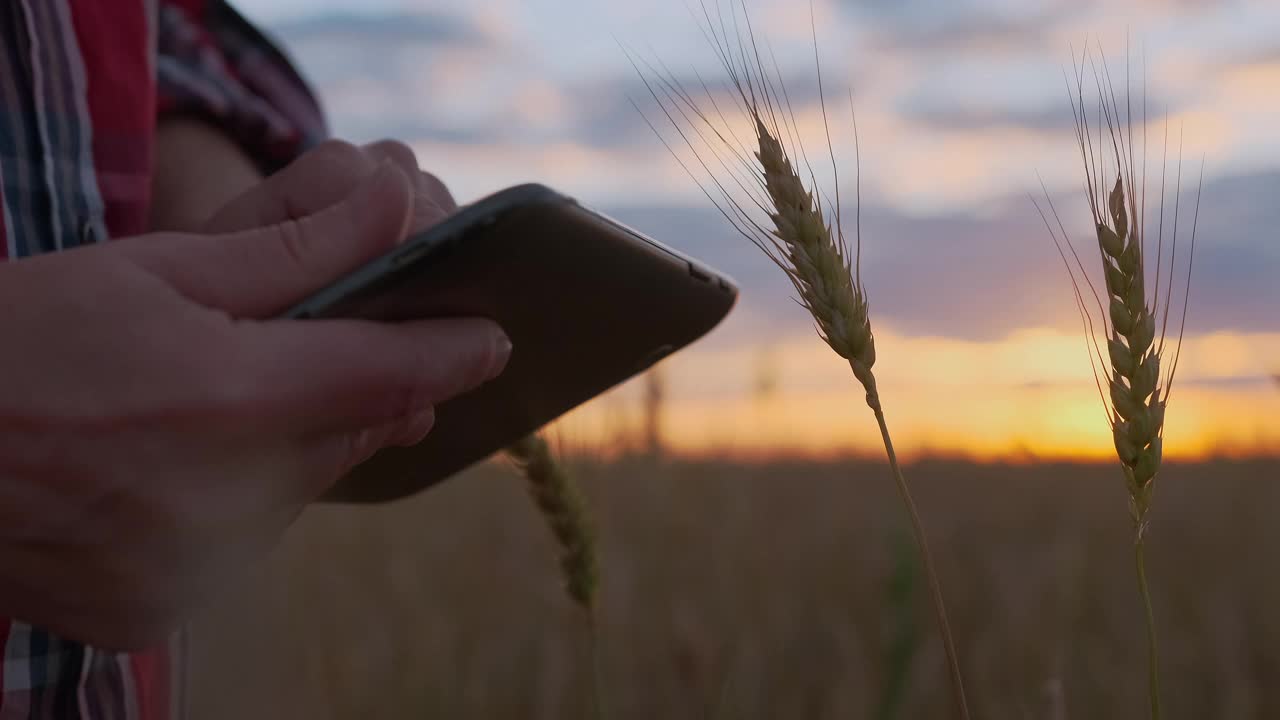 日落天空特写背景中，农妇的手在田里摸着麦穗，正在评估粮食收获。视频下载