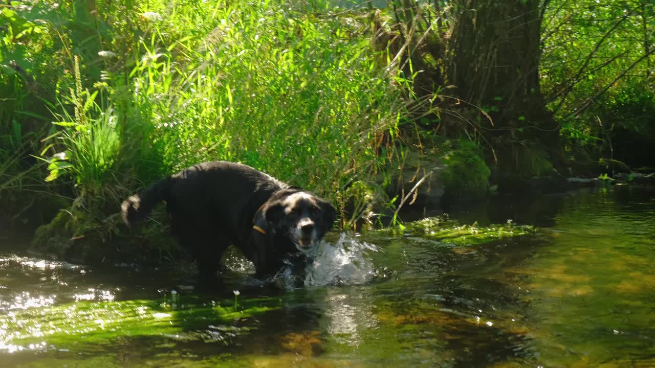 黑狗肖像在山上的河流附近的绿色草地4K视频下载