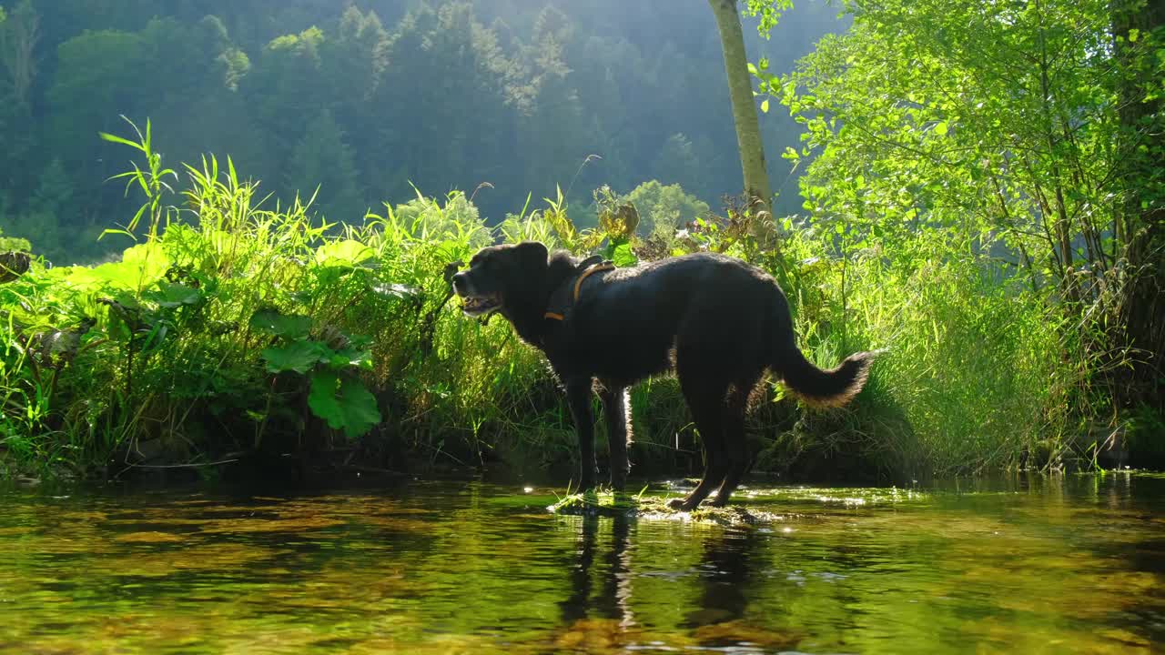 黑狗肖像在山上的河流附近的绿色草地4K视频下载