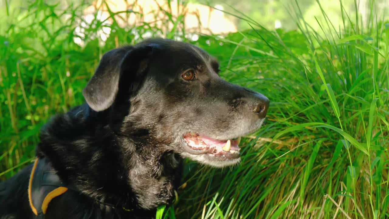 黑狗肖像附近的绿色草地4K视频下载