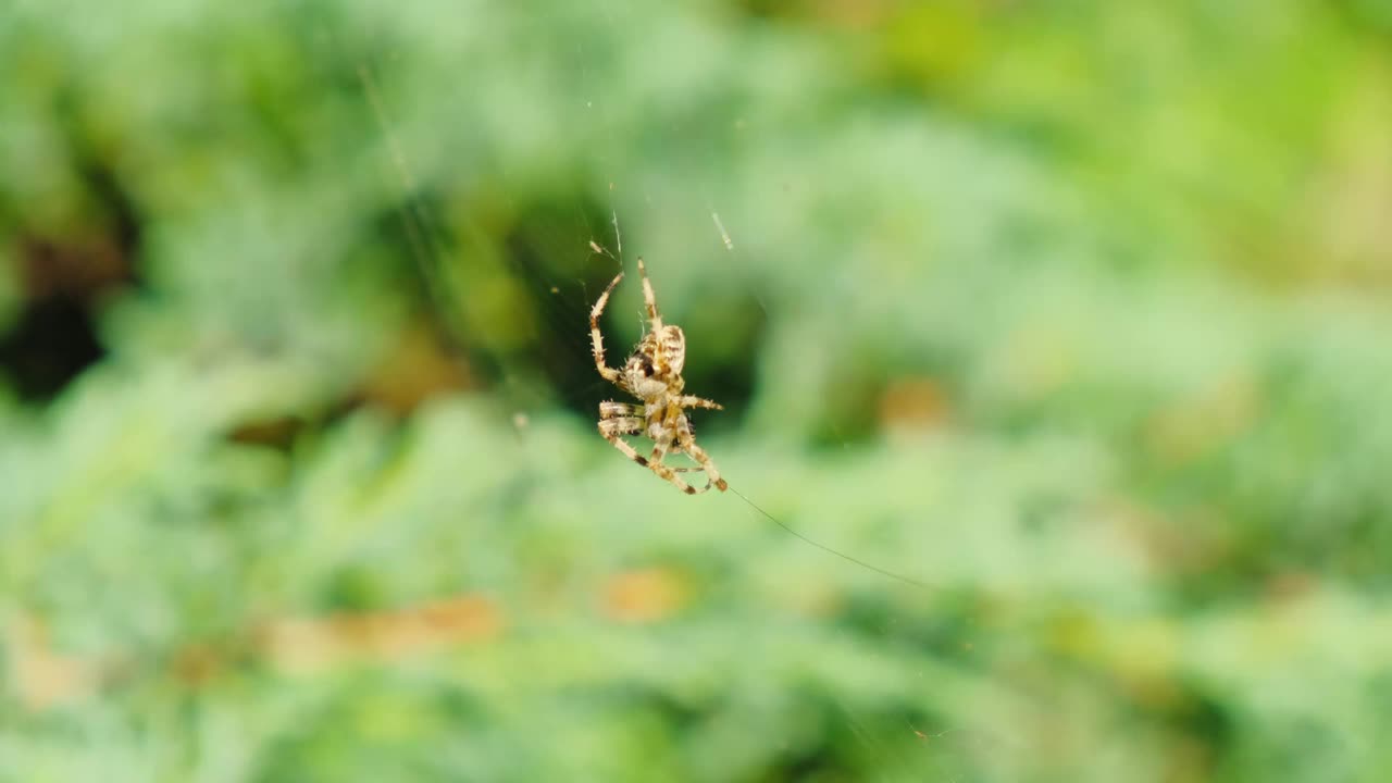 蜘蛛在绿色的灌木丛中织网视频下载