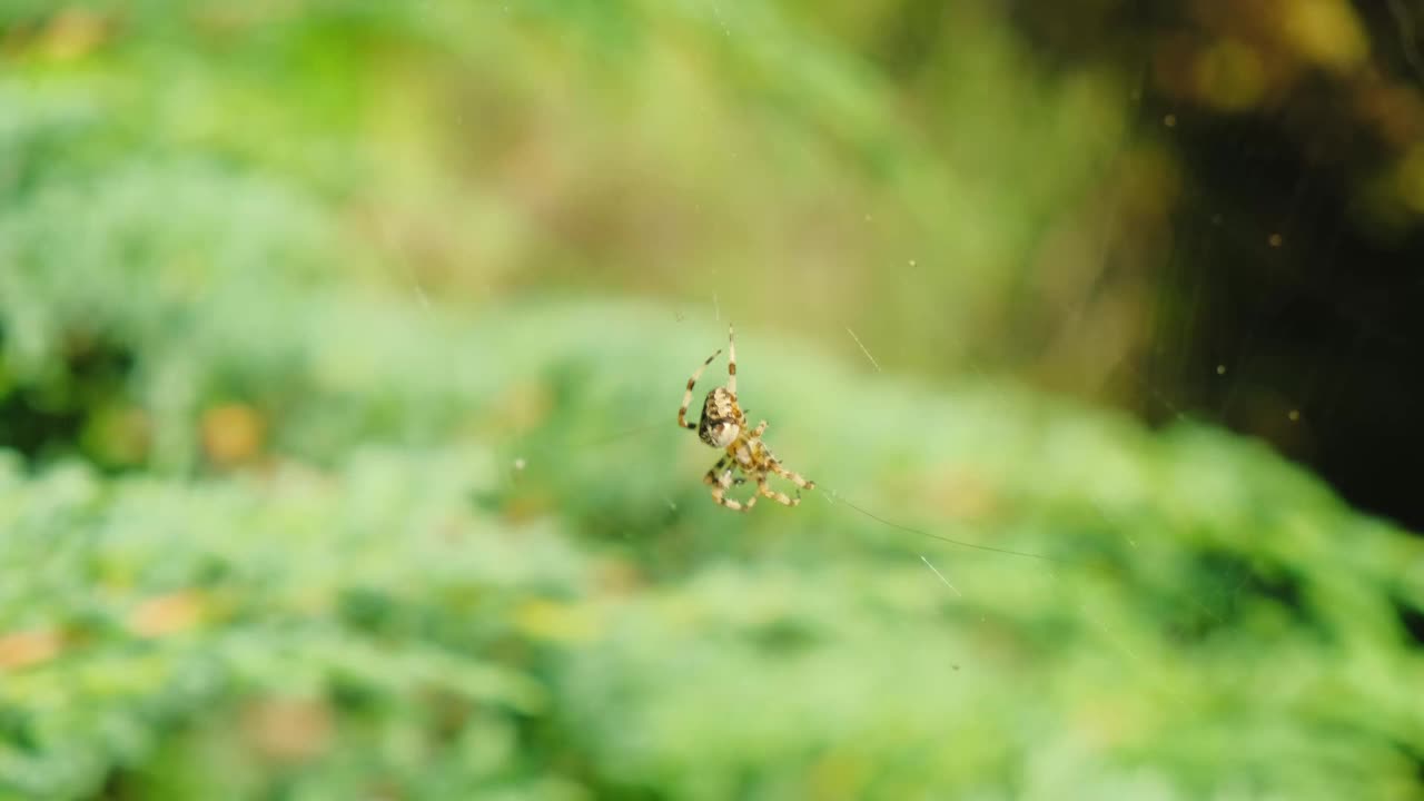 蜘蛛在绿色的灌木丛中织网视频下载