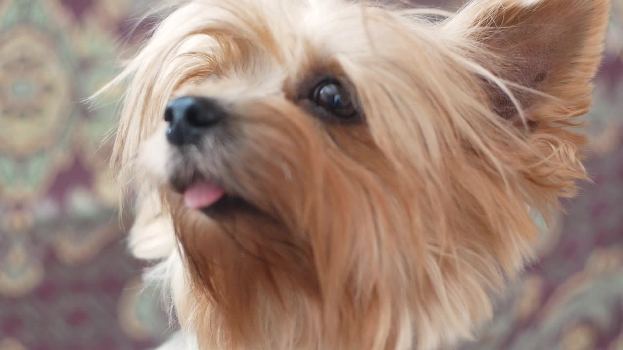 可爱的狗狗画像，毛茸茸的嘴巴四处张望，伸出舌头。一只棕色的约克夏梗犬的肖像。宠物是小狗。有选择性的重点,视频素材