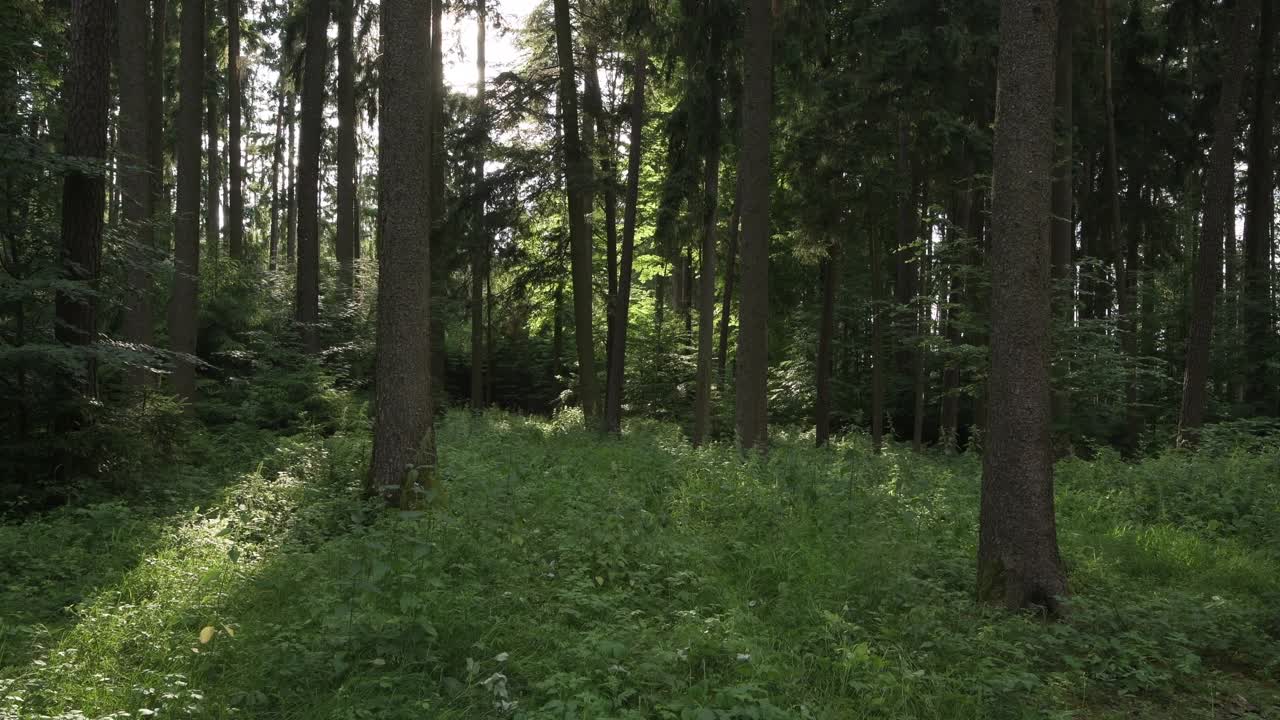 森林里有阳光和日落时的阳光。法国汝拉，上巴伐利亚，Eichstätt区，巴伐利亚，德国。视频下载