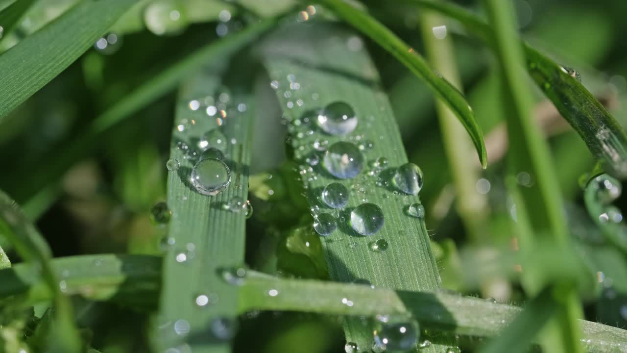 水珠落在绿色的草叶上视频素材