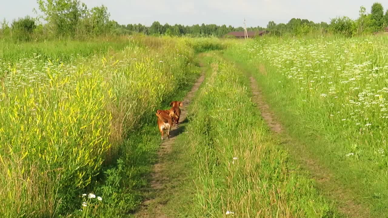 两只红狗跑过绿色的草地视频素材