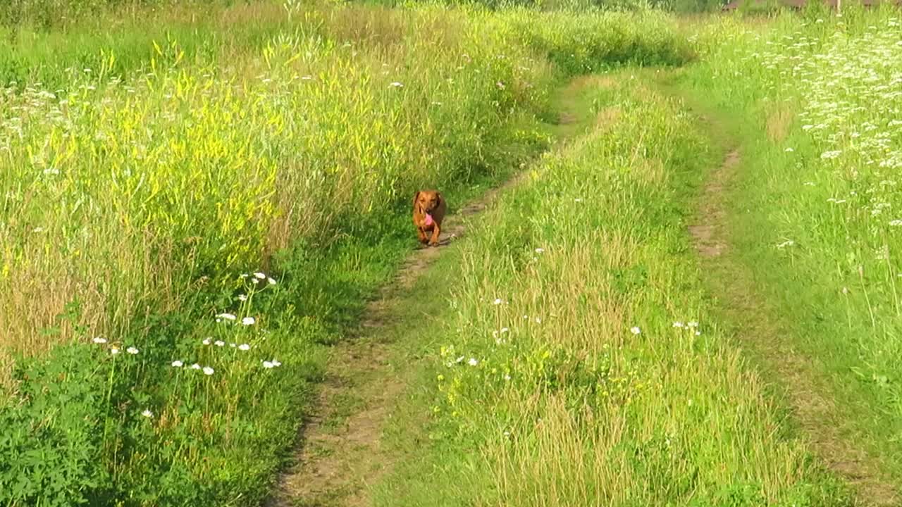 一只红色的腊肠狗跑过一片绿色的草地视频素材