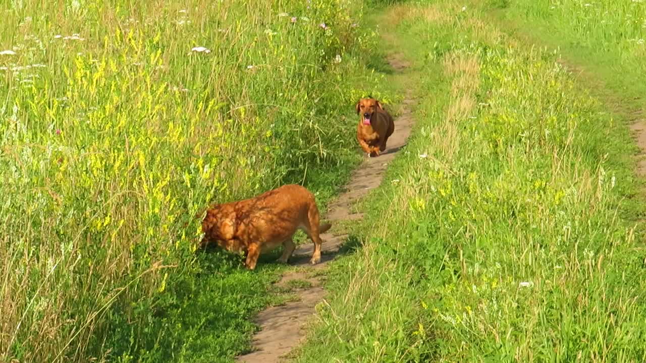 两只红狗跑过绿色的草地视频素材