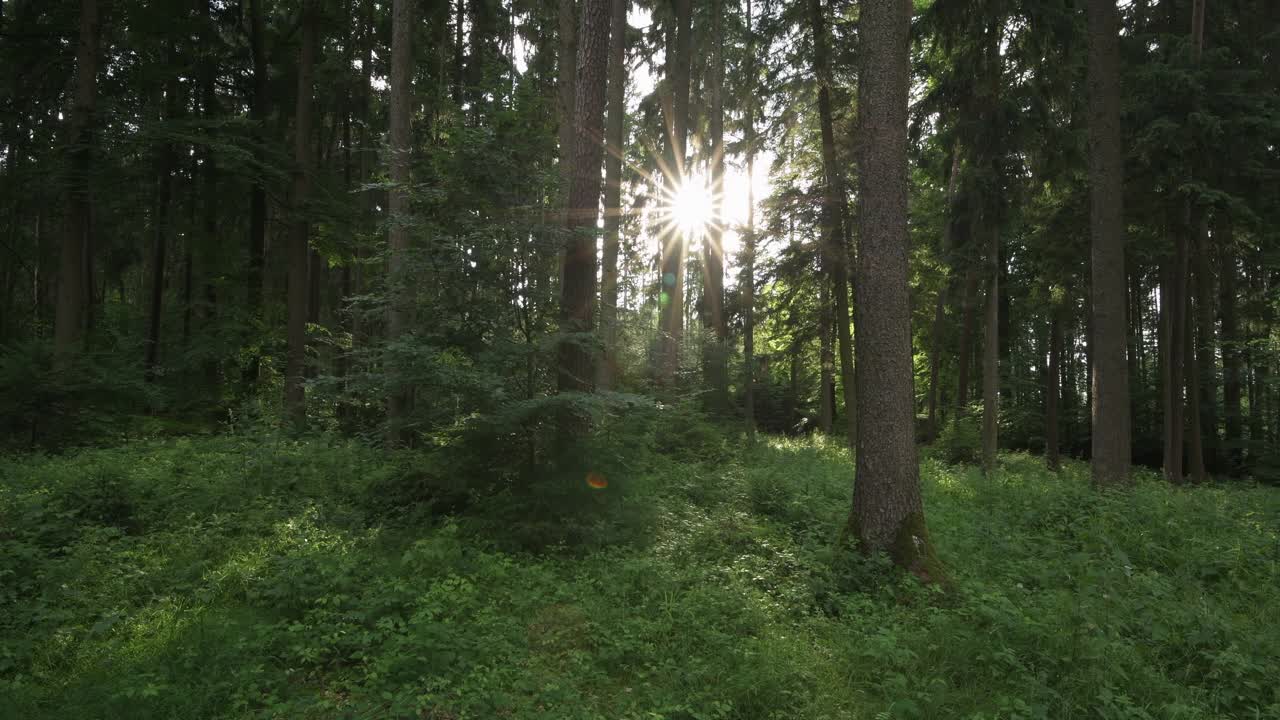 森林里有阳光和日落时的阳光。法国汝拉，上巴伐利亚，Eichstätt区，巴伐利亚，德国。视频下载