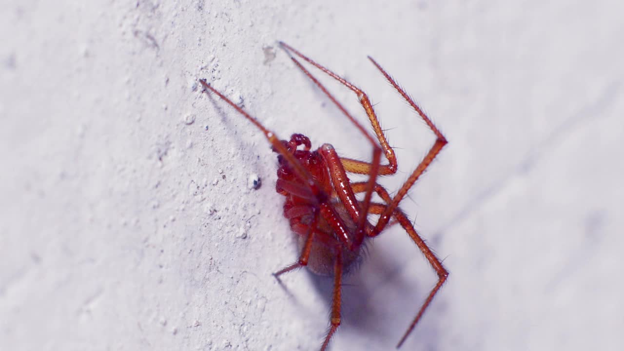 洪博培的蜘蛛视频素材