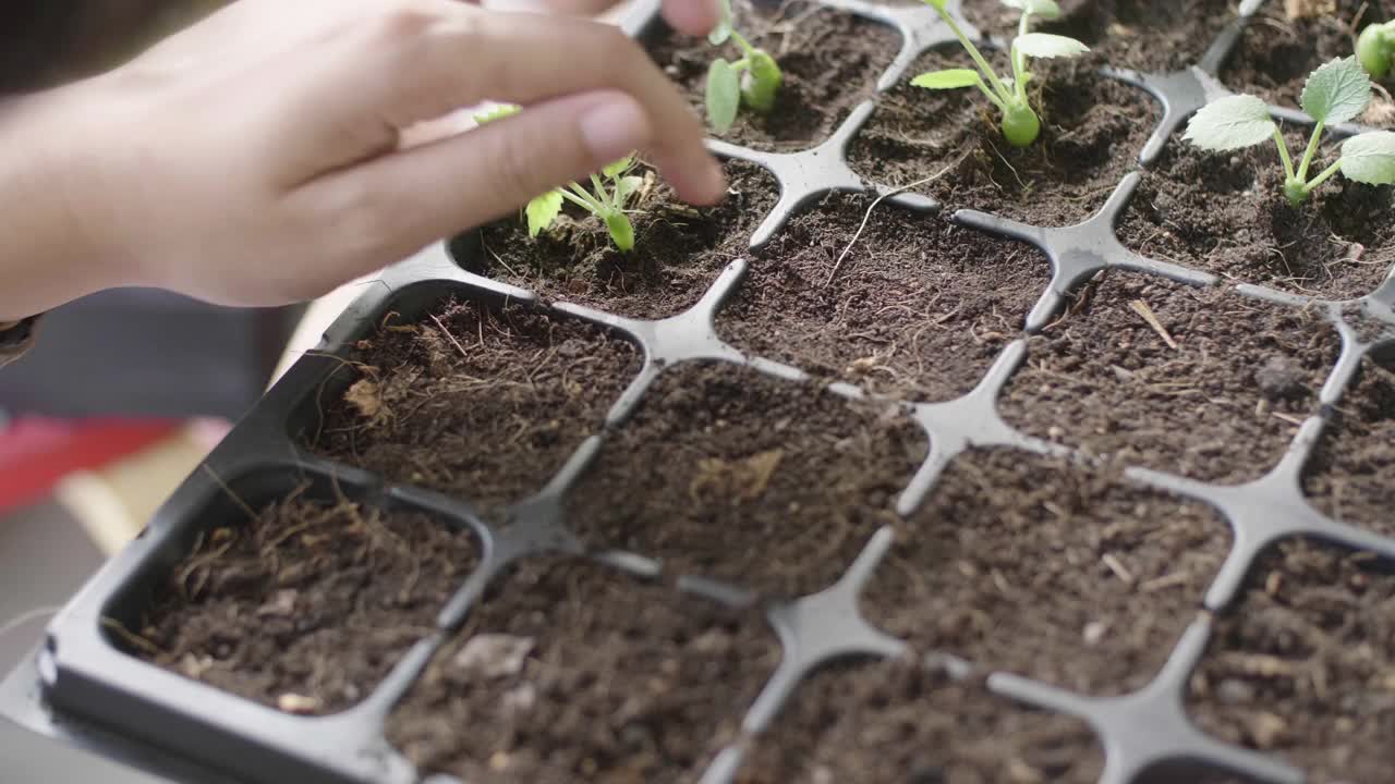 手栽绿色幼苗。视频素材