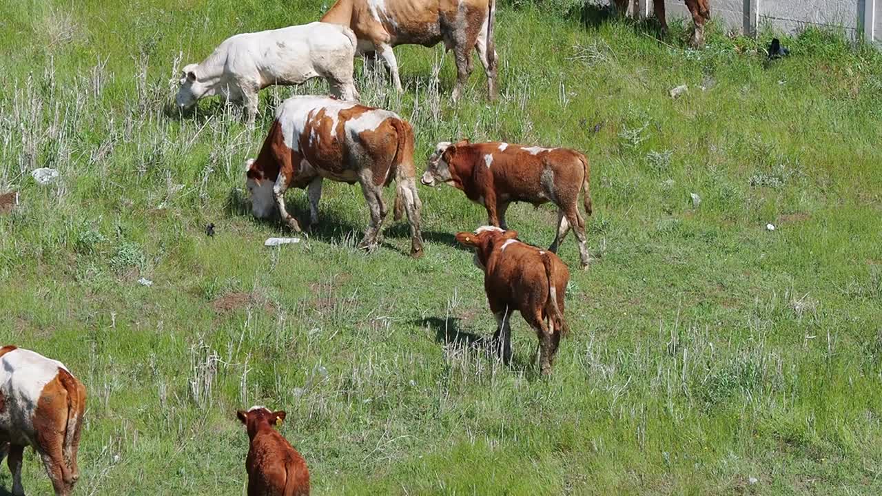 西曼塔尔牛和公牛在牧场上吃草，视频下载