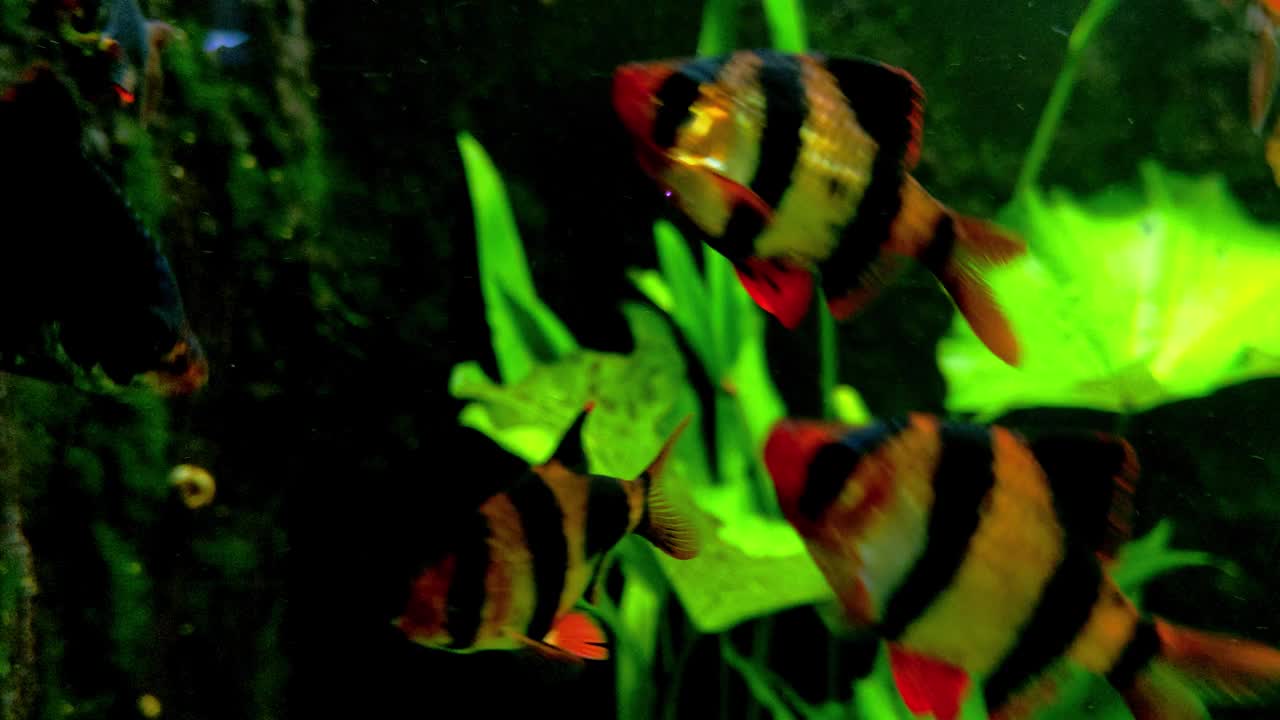 水族馆里游泳的鱼的特写镜头视频素材