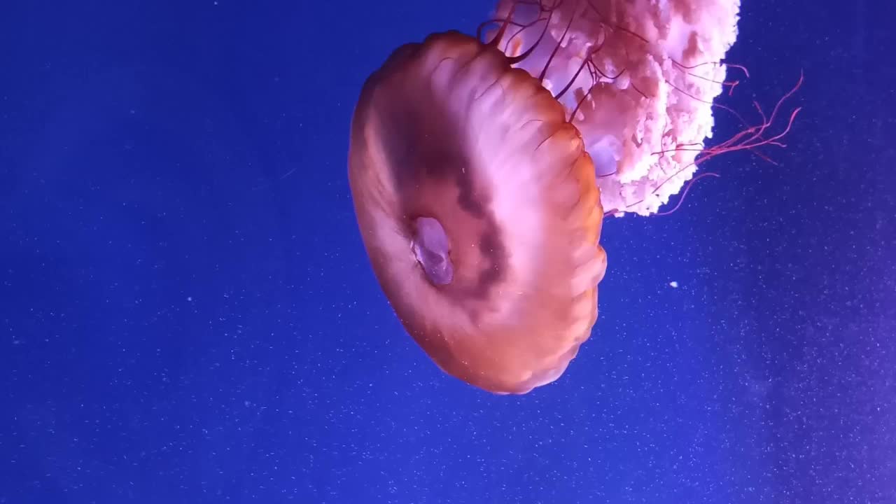 粉红色的水母在水中游动视频下载