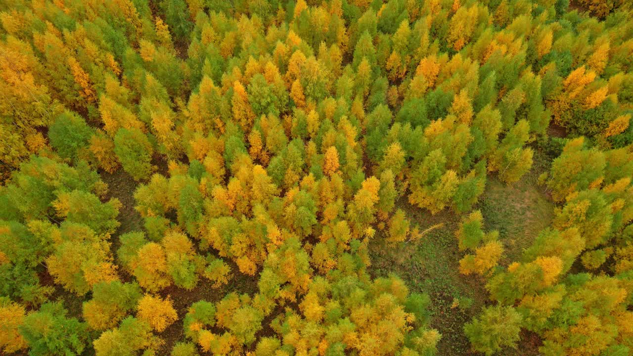 飞越秋天的森林。桦树森林。黄绿叶视频素材