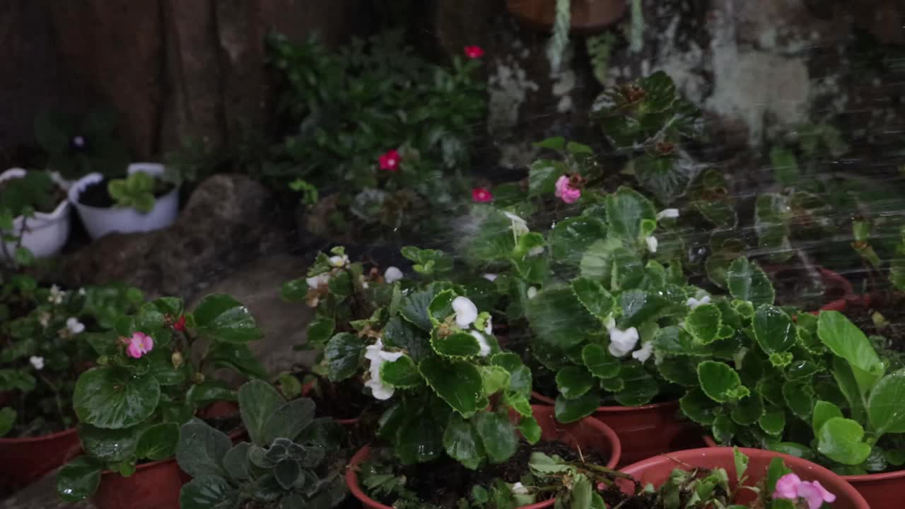 在旱季给花浇水视频素材