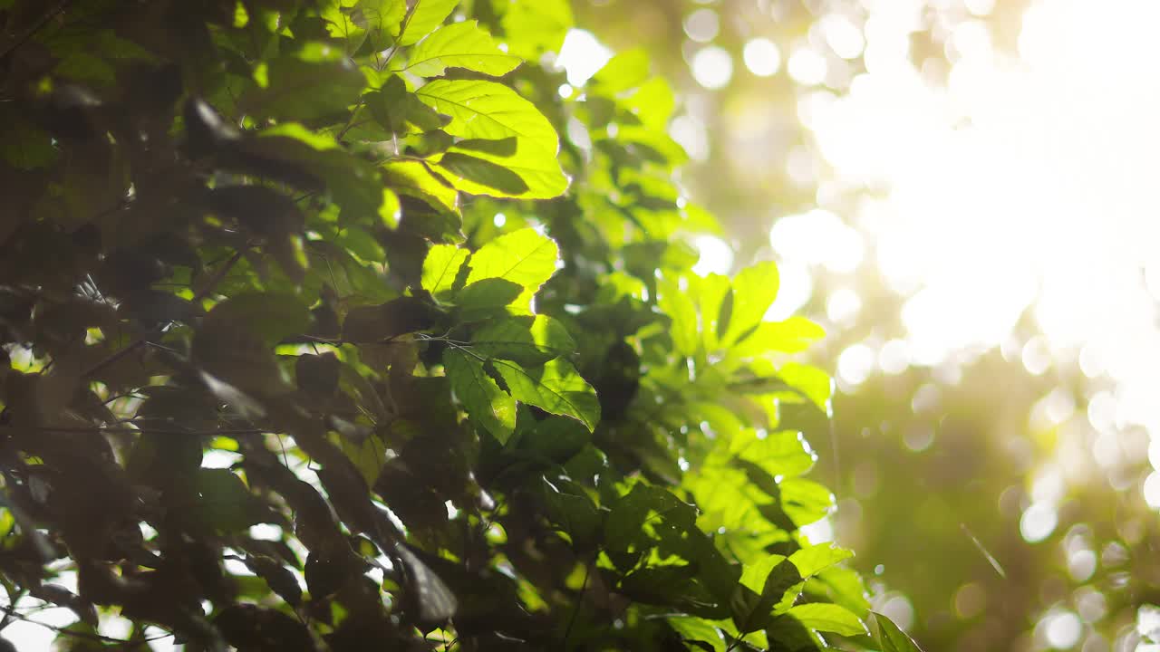 热带绿叶与阳光和透镜耀斑视频素材