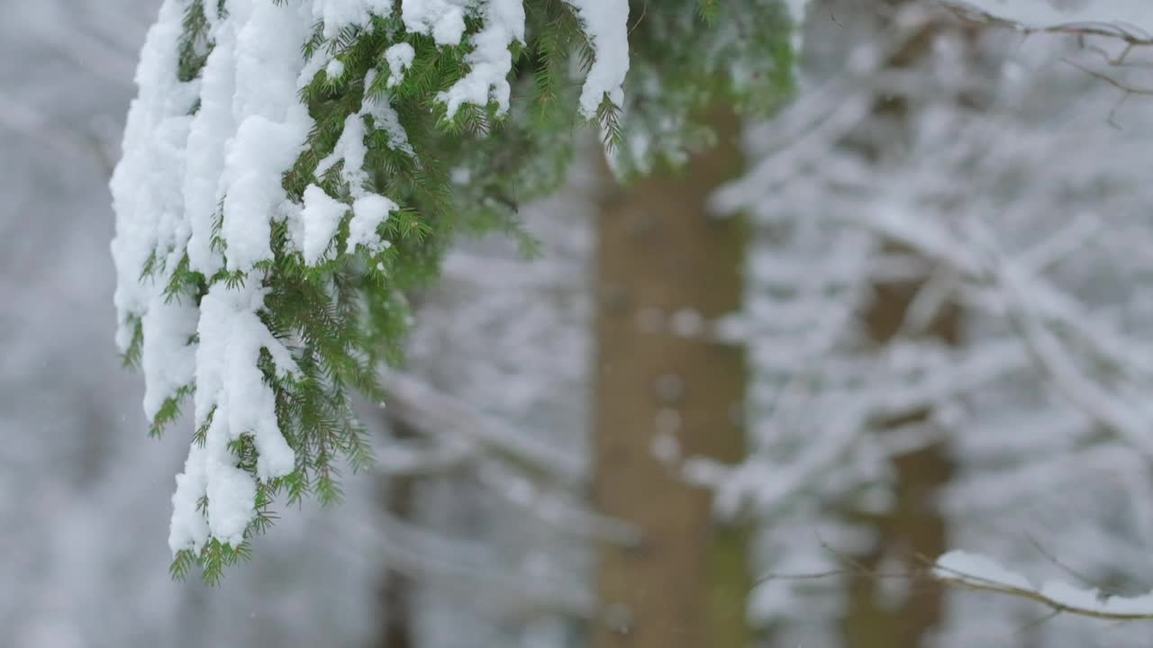 大雪从冷杉树枝上缓缓落下视频素材