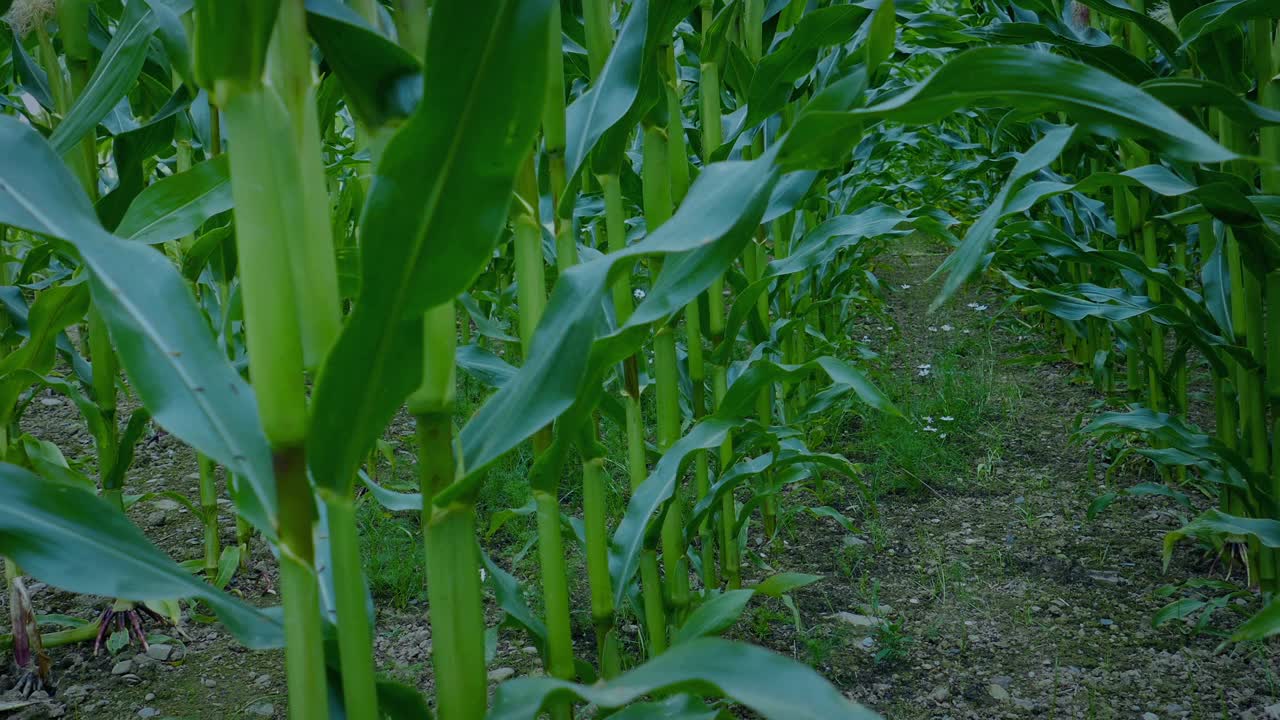 玉米田地面拍摄在傍晚视频素材
