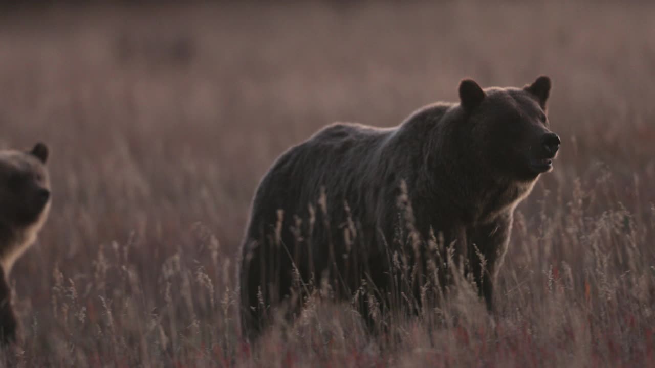 黄昏时分，著名的399号灰熊和她的4只幼崽(Ursus arctos)在吉普车上行走的4K慢镜头视频下载