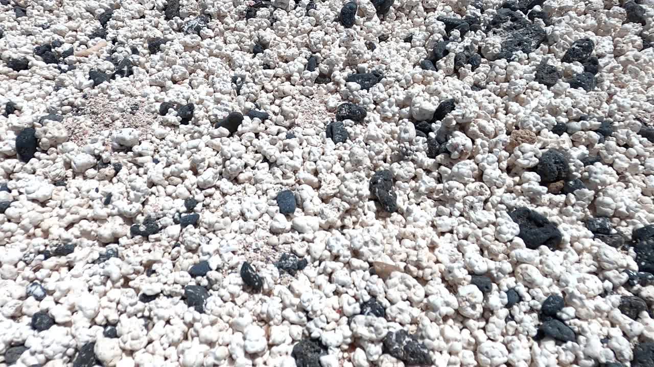 富埃特文图拉的科拉列霍湾，珊瑚标本看起来像爆米花视频素材