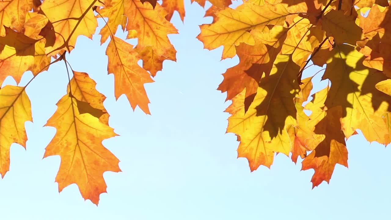 秋天的黄叶视频素材