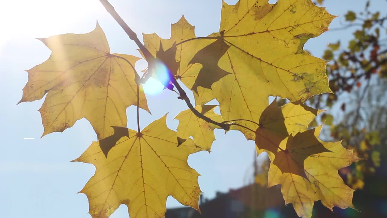 秋天的黄叶视频素材