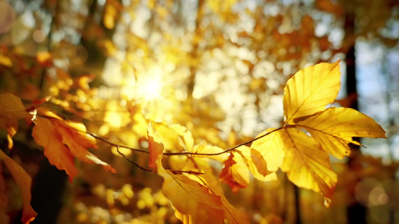 阳光透过飘动的黄色树叶视频素材