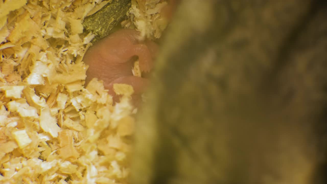 小失明的新生老鼠躺在宠物窝的木屑上。视频素材