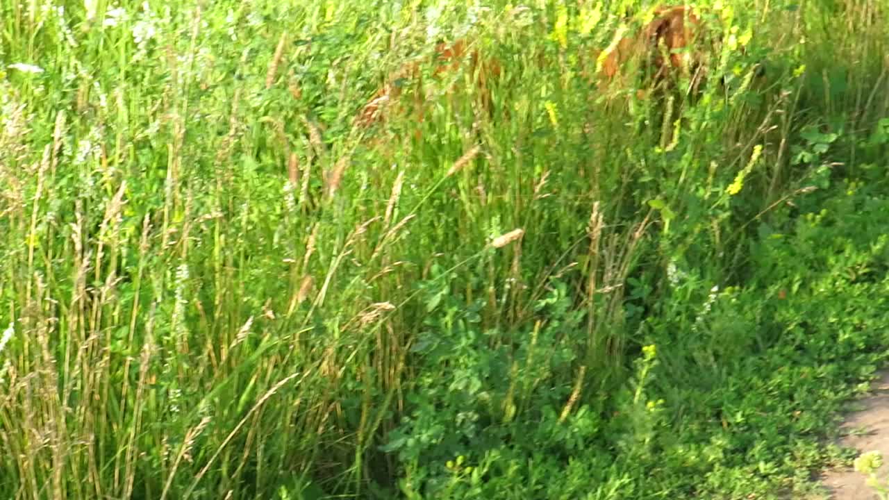 一只红色的腊肠狗跑过一片绿色的草地视频素材
