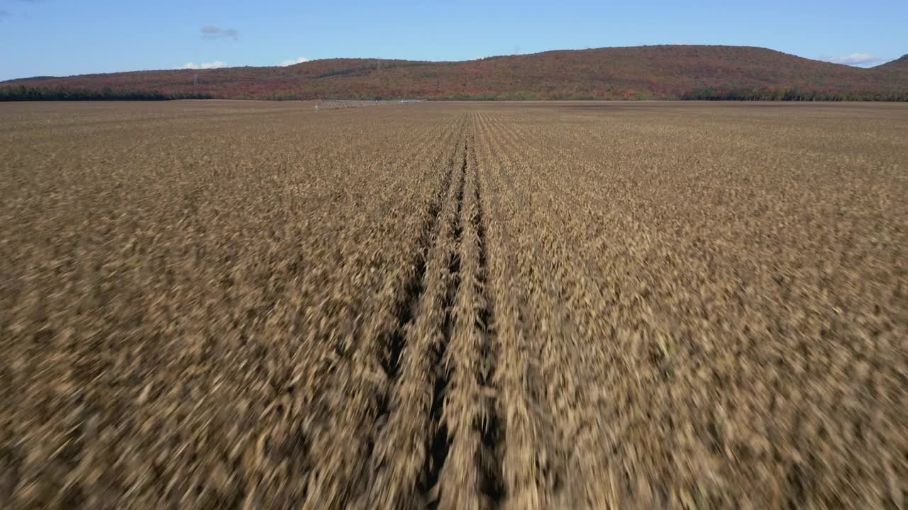 秋天玉米田和北方多色森林和山的农业鸟瞰图视频下载