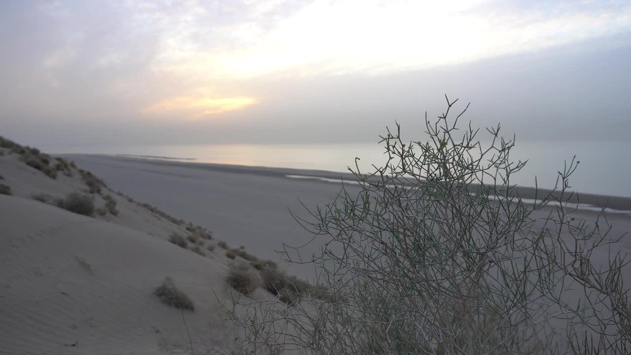 黎明在海边的沙滩上。布什的看法视频素材