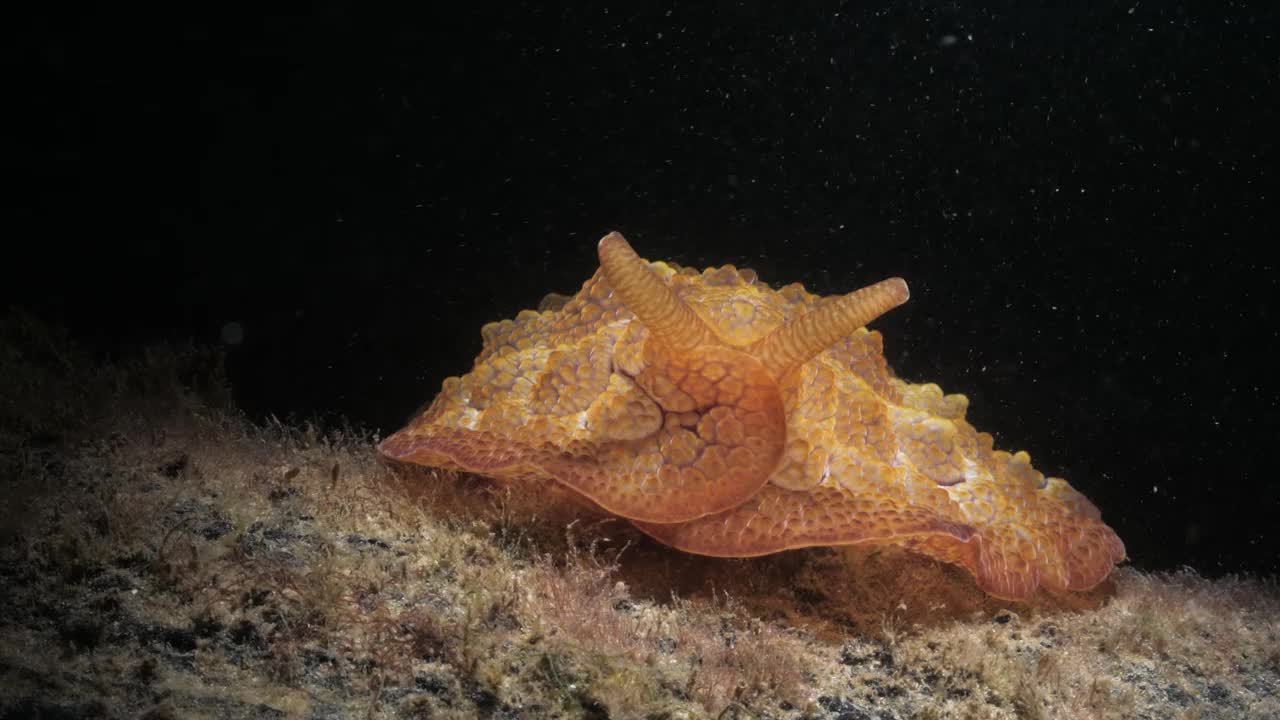 夜间潜水时发现的一种独特海洋生物的创意照明。水下摄影视频下载