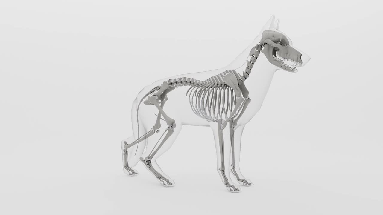 在干净的白色背景下，用透明的身体旋转狗的骨骼视频素材