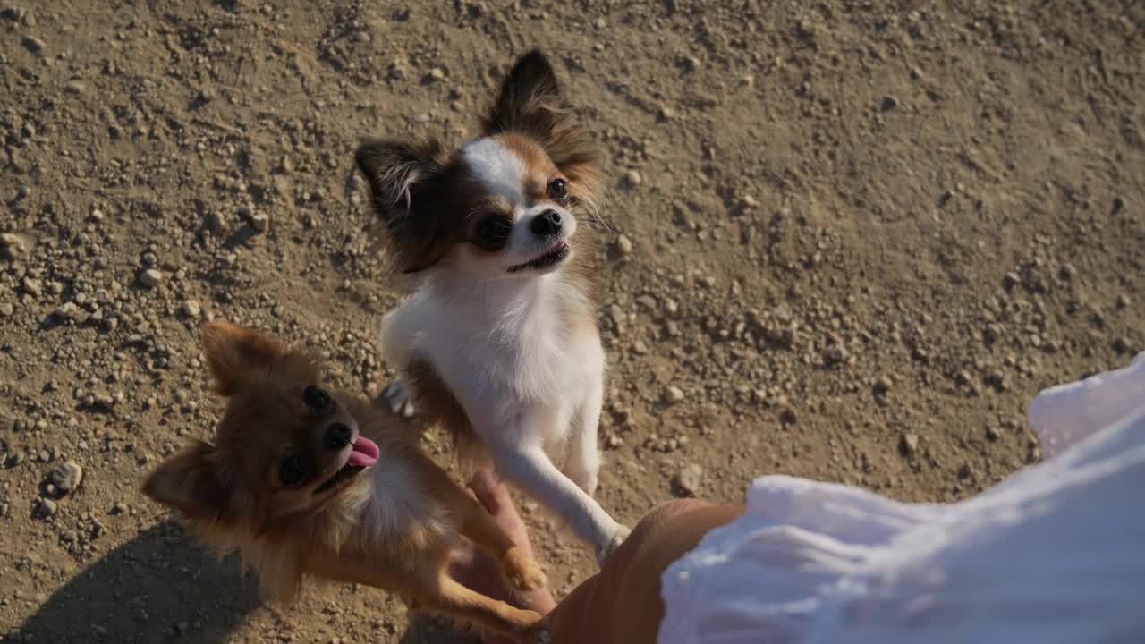 在户外休闲活动中，年轻女子靠腿喂养两只向上看的吉娃娃宠物狗视频下载