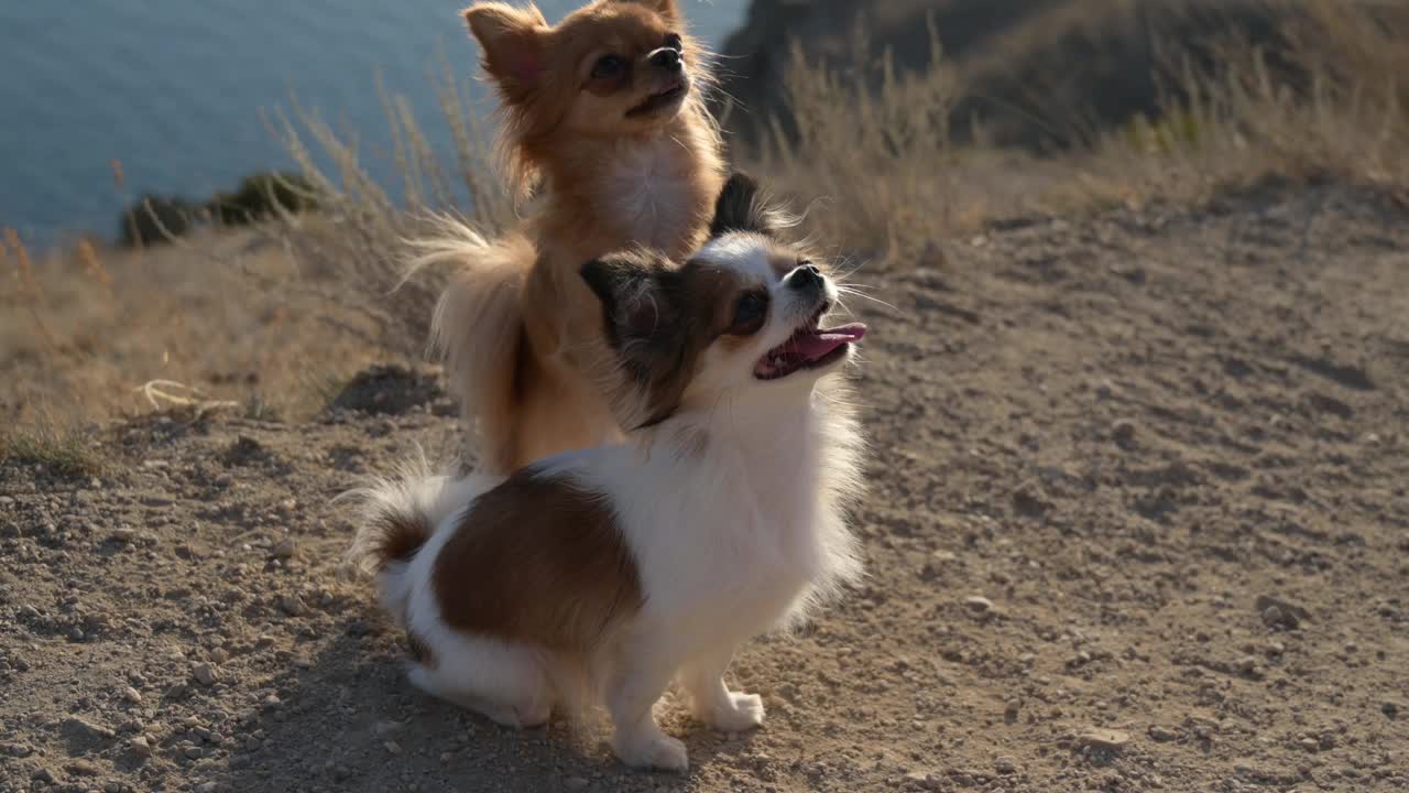 两只有趣的吉娃娃宠物狗在夏日的日落海边拥抱在训练中视频下载