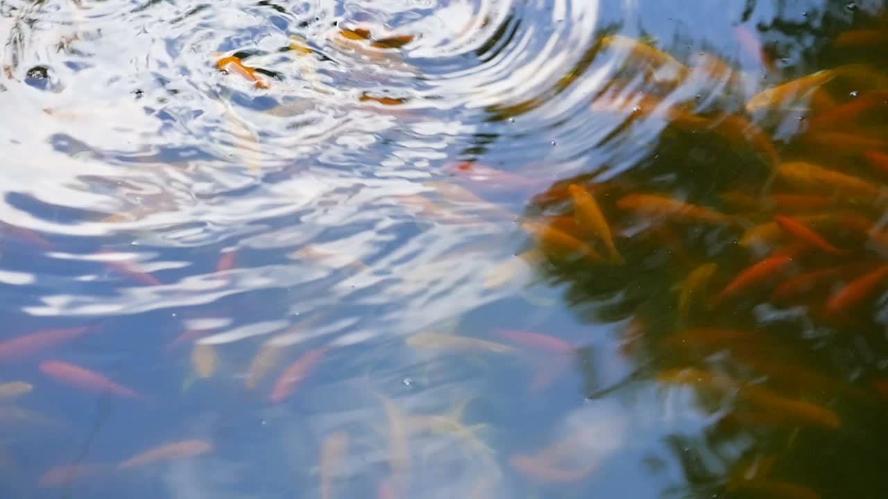 鱼漂浮在湖面上视频下载