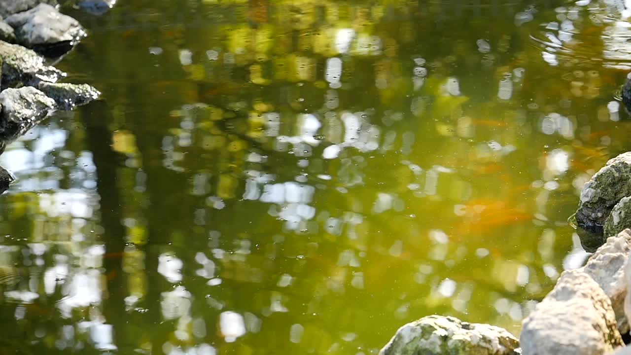 池塘里有浮鱼跳出水面和石头视频下载