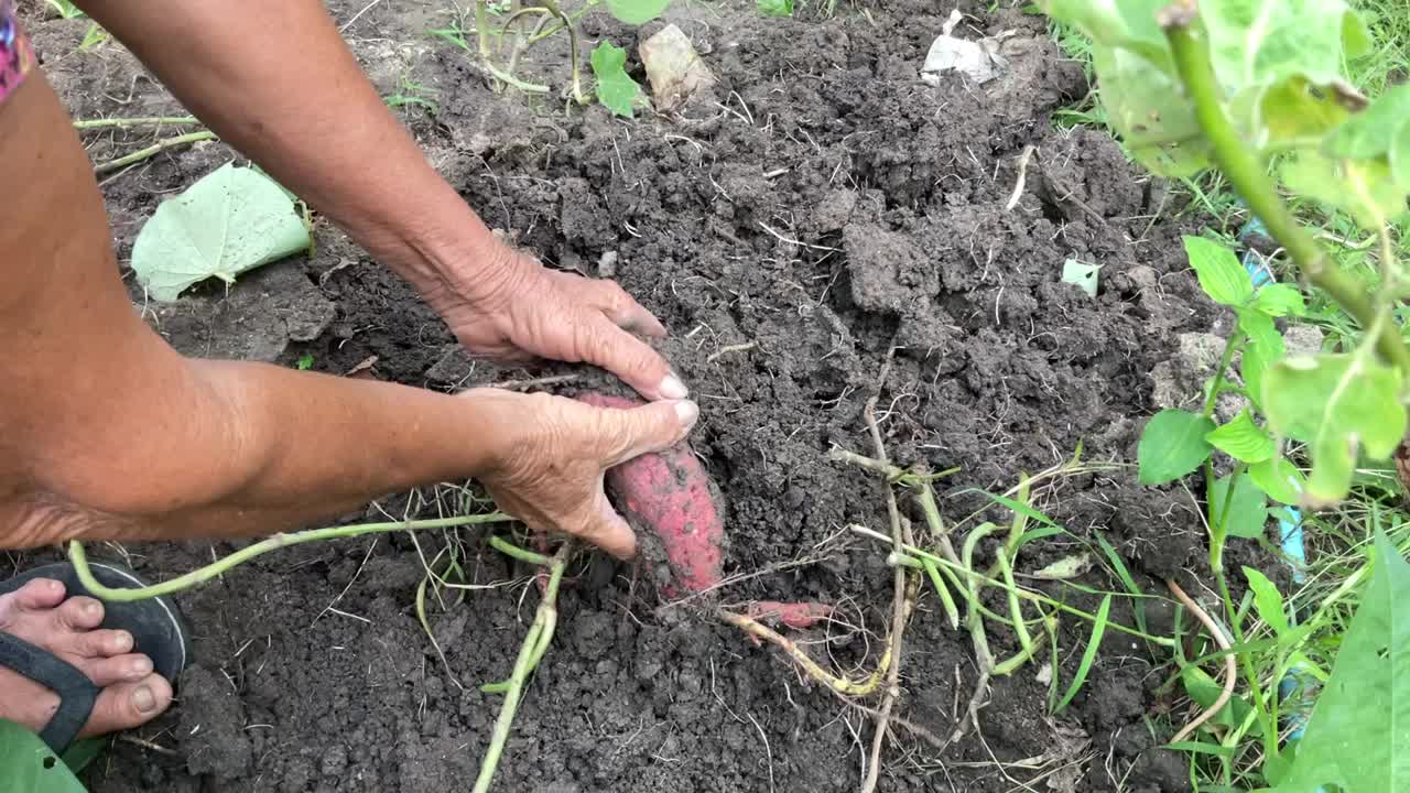 泰国一位农民正在锄红薯山药。视频素材