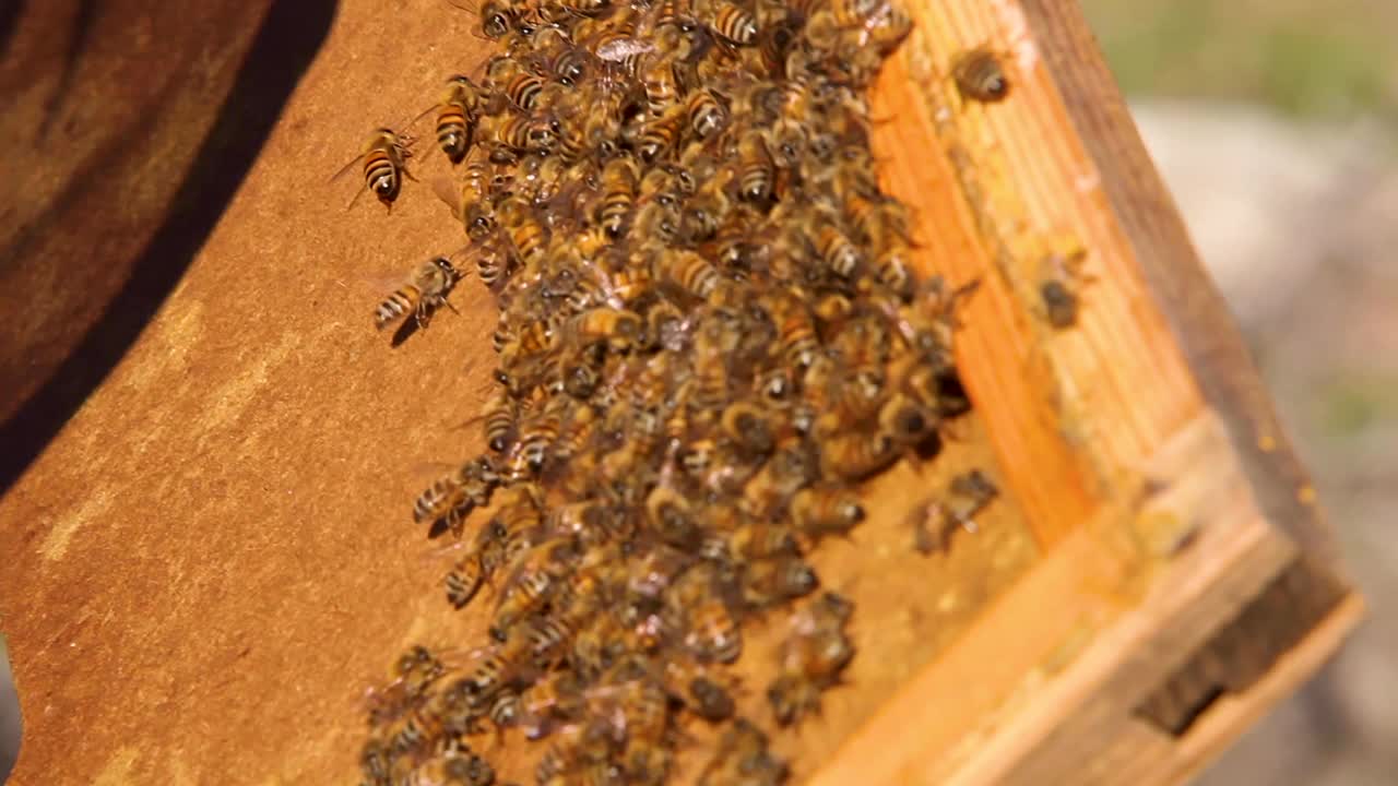 美国德克萨斯州奥斯汀，蜜蜂在箱盖上围绕着蜂王视频下载