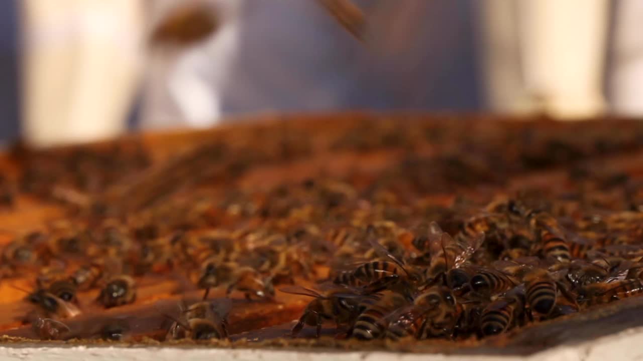 美国德克萨斯州奥斯汀，养蜂人用手将蜂巢插入蜂巢视频下载