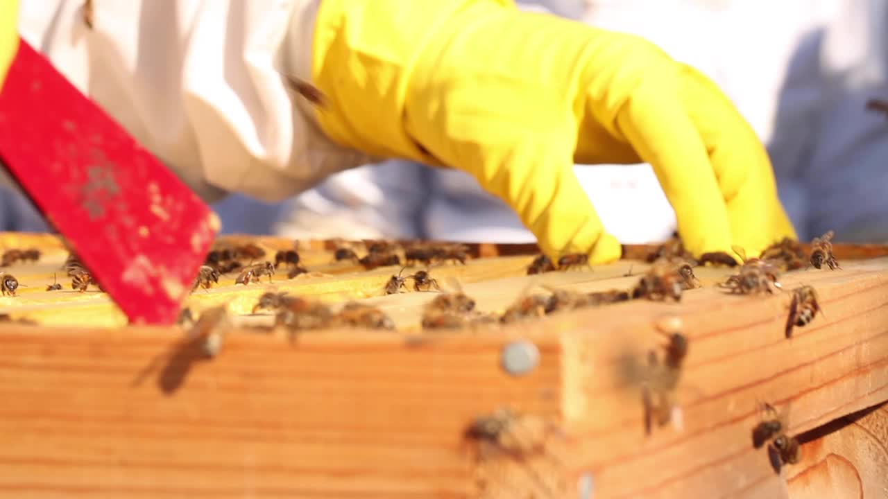 美国德克萨斯州奥斯丁，养蜂人正从蜂巢中移出蜂巢视频下载