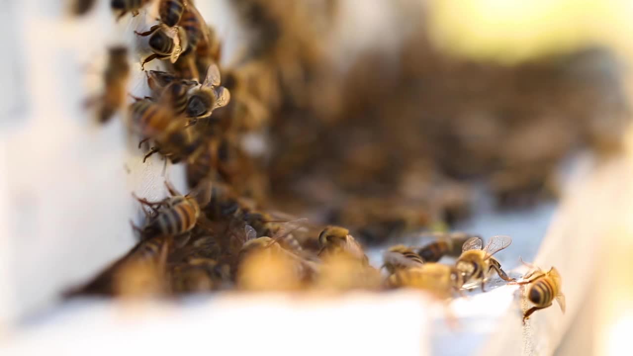美国德克萨斯州奥斯汀，蜂箱上的一群蜜蜂视频下载