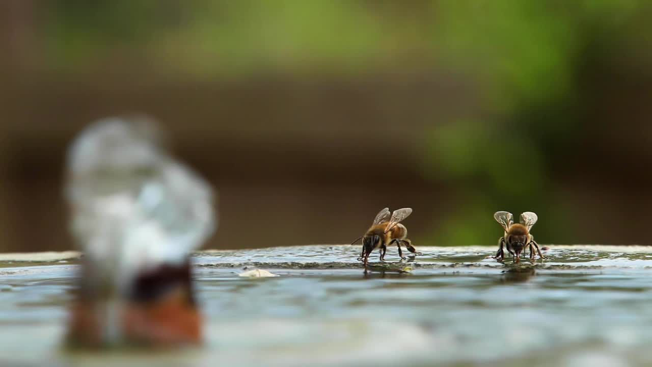 美国德克萨斯州奥斯汀，蜜蜂在喷泉中饮水视频下载