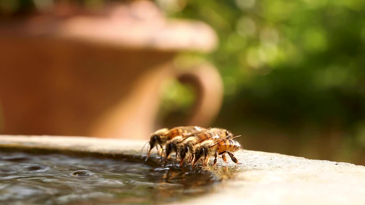 美国德克萨斯州奥斯汀，蜜蜂在喷泉中饮水视频下载