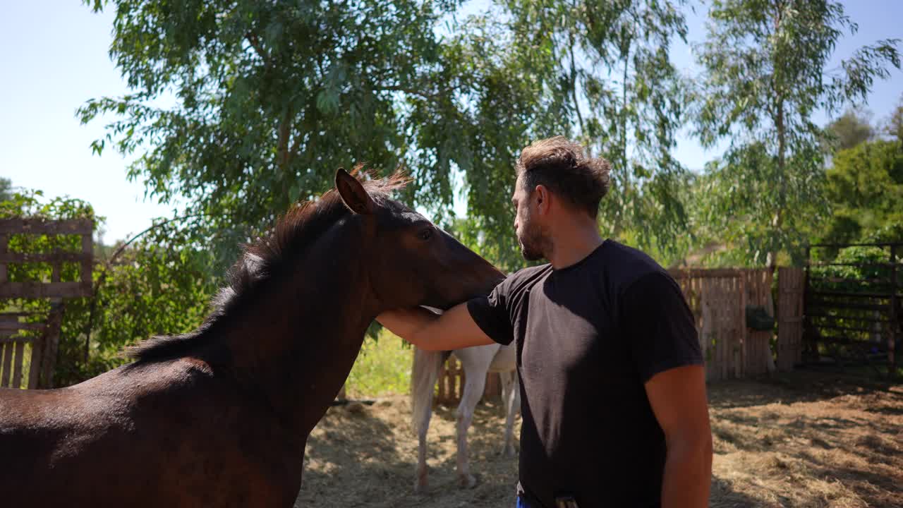 马饲养员安慰马。视频下载