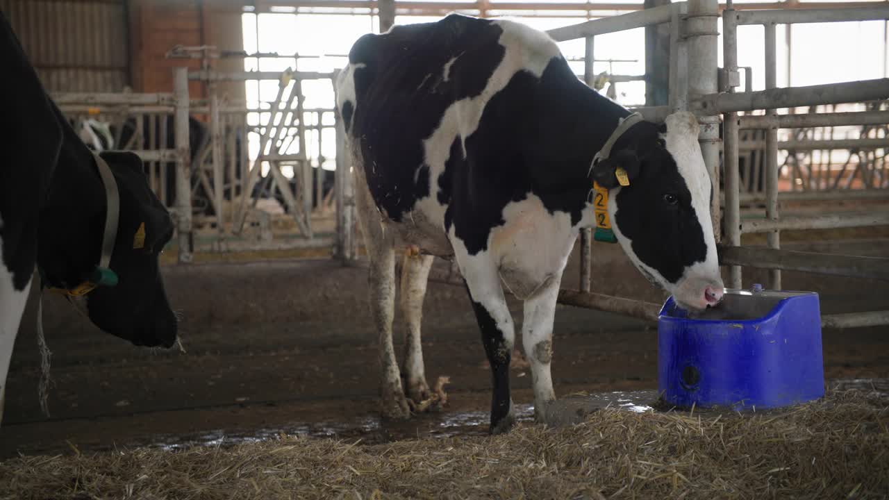 村里的畜牧业，耳朵上有数字的母牛在牛棚里用吸管喝水视频下载