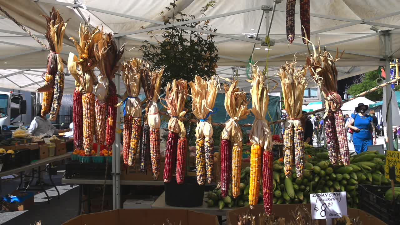 感恩节玉米在纽约联合广场绿色市场出售。视频下载