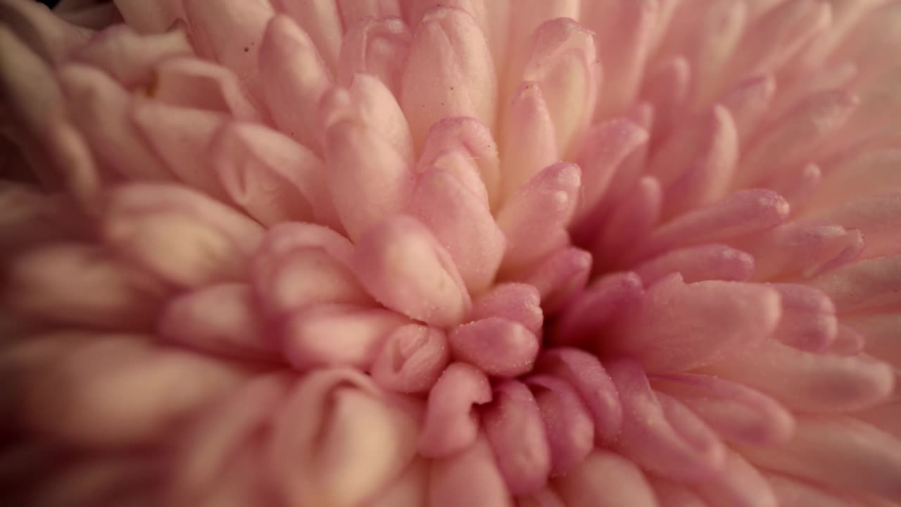 粉红色的菊花视频下载